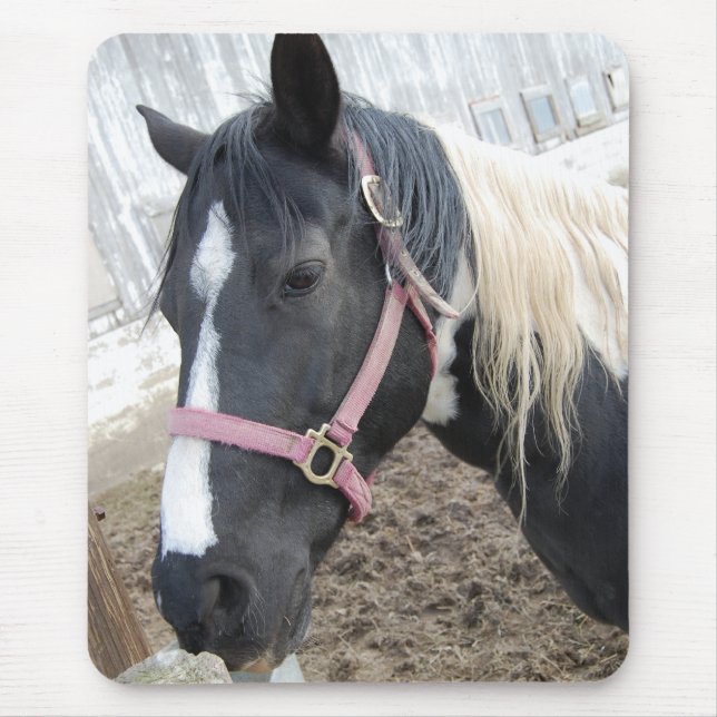Paint Pinto Pferd Mousepad (Vorne)