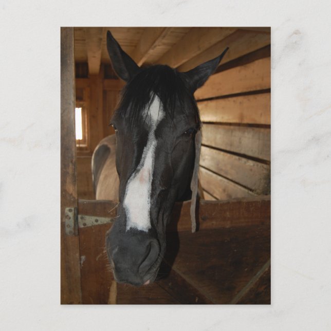 Paint/Pinto Pferd Postkarte (Vorderseite)