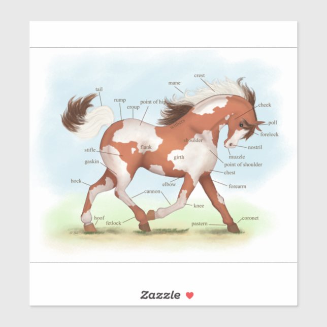 Paint Pinto Pony Horse Anatomic Chart Aufkleber (Blatt)