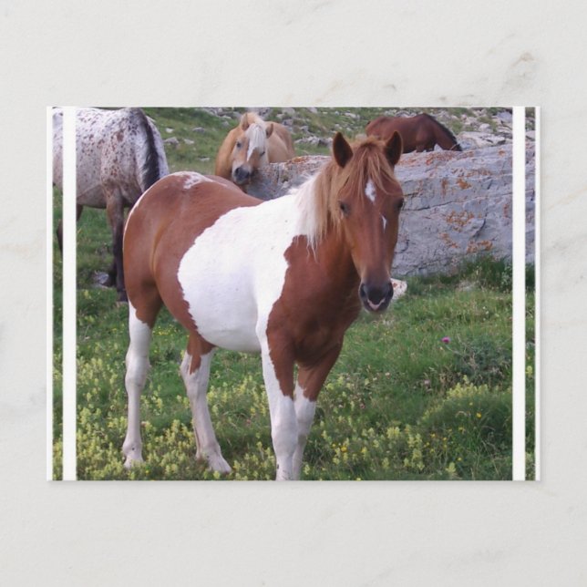 Paint Pony Postcard Postkarte (Vorderseite)