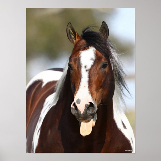 Paint Stallion mit Zungenausschnitt Poster (Vorne)