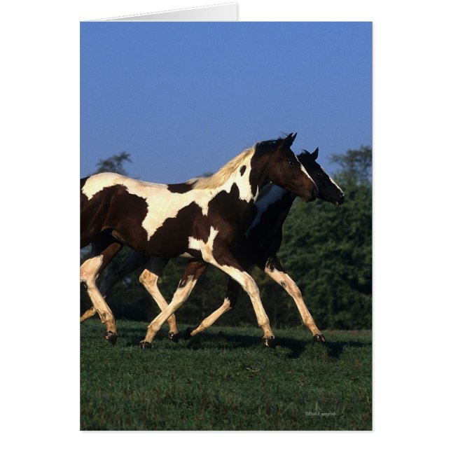 Paint Yearlings Running (Vorne)