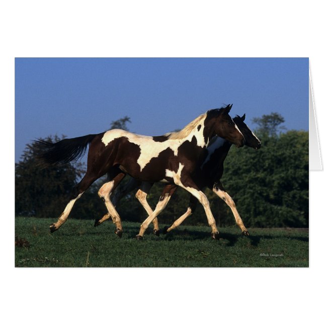 Paint Yearlings Running (Vorderseite (Horizontal))