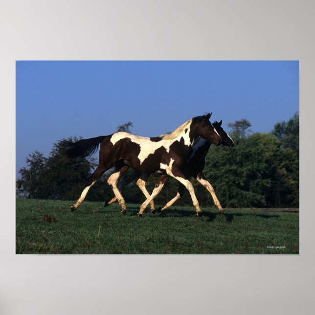 Paint Yearlings Running Poster (Vorne)