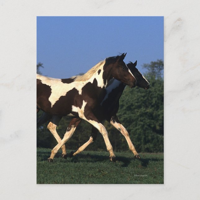 Paint Yearlings Running Postkarte (Vorderseite)