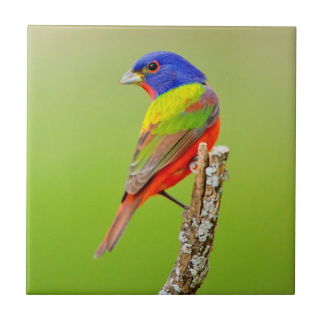 Painted Bunting Fliese (Vorderseite)