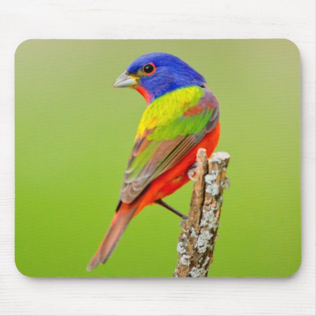 Painted Bunting Mousepad (Vorne)