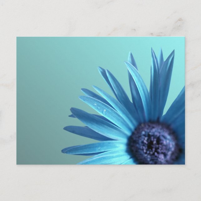 Painted Daisy Postkarte (Vorderseite)
