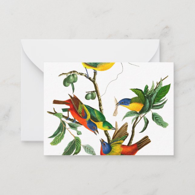 Painted Finch von John James Audubon Mitteilungskarte (Vorderseite)