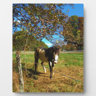 Painted Horse, Fotoplatte