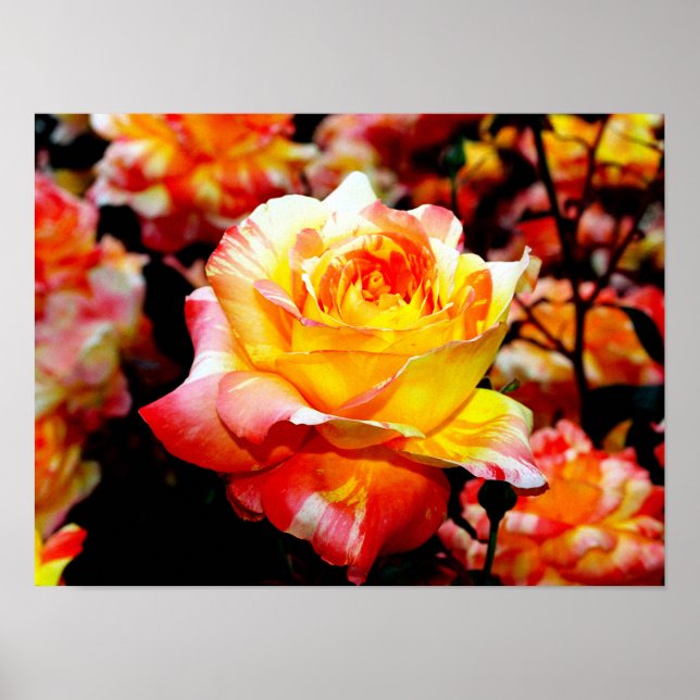 Painted Rose Poster (Vorne)