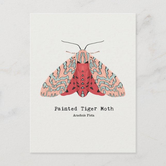 Painted Tiger Moth Postkarte (Vorderseite)