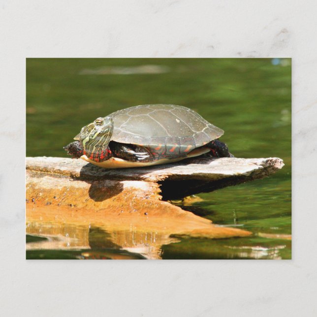 Painted Turtle Postcard Postkarte (Vorderseite)