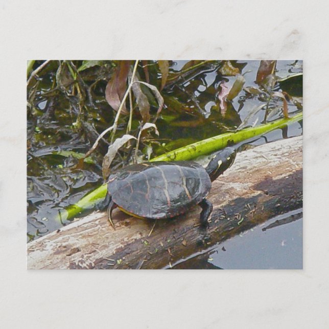 Painted Turtle Postcard Postkarte (Vorderseite)