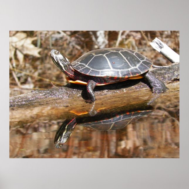 Painted Turtle Poster (Vorne)