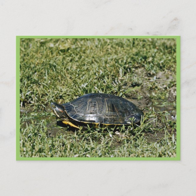 Painted Turtle Postkarte (Vorderseite)