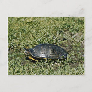 Painted Turtle Postkarte