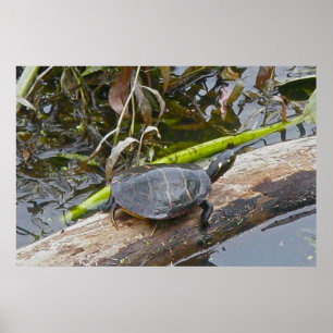 Painted Turtle Sunning Poster
