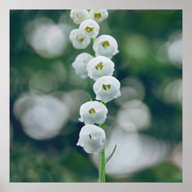 Painterly Soft Lilly of the Valley Blume Poster (Vorne)