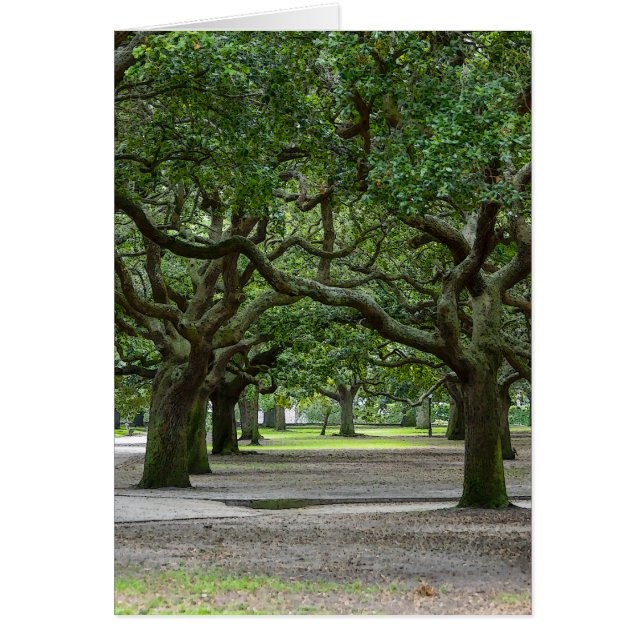Painterly White Point Gardens (Vorne)