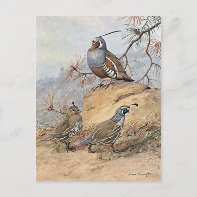 Painting of two different Quail species by Allan Postkarte (Vorderseite)