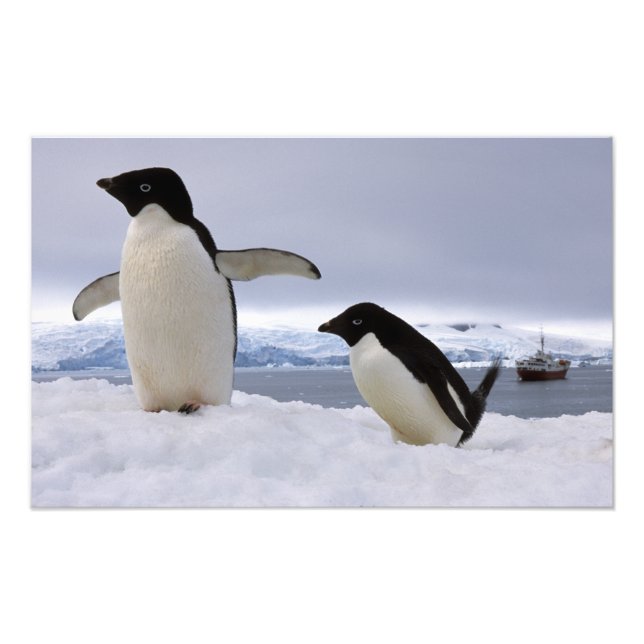 Pair Adelie Pinguine Antarktis Fotodruck (Vorne)