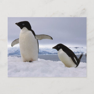 Pair Adelie Pinguine Antarktis Postkarte