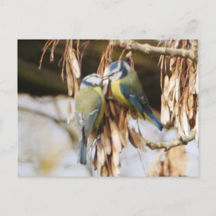 Pair of Blue Tit Birds Postcard Postkarte