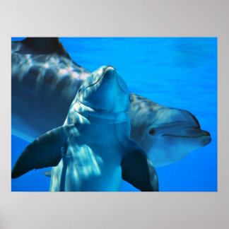 Pair of Curious Delphins Poster
