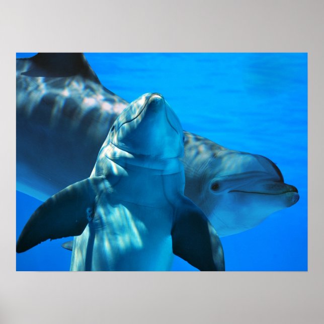 Pair of Curious Delphins Poster (Vorne)