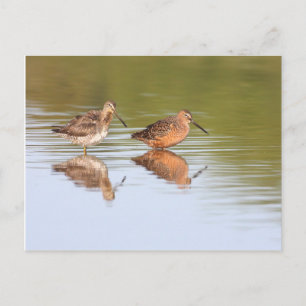 Pair of Dowitchers Postkarte