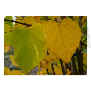 Pair of Fall Redbud Blätter Herbstfotografie