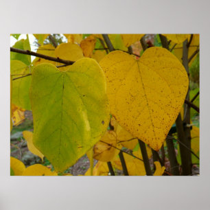 Pair of Fall Redbud Blätter Herbstfotografie Poster