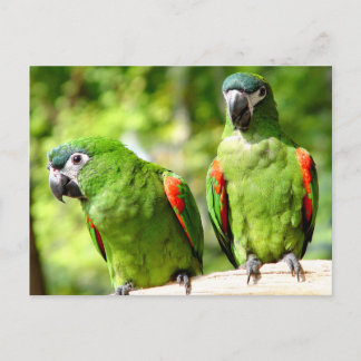 Pair of Green Parrots Postcard Postkarte