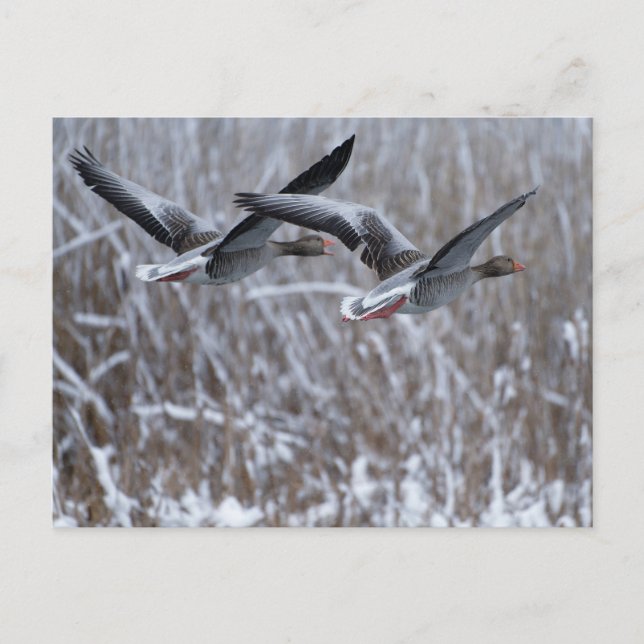 Pair of Greylag Gänse Fliegen im Schnee Postkarte (Vorderseite)