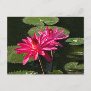Pair of Pink Water Lilies Postcard #4Nw 0440 Postkarte