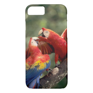 Pair of Scarlet Macaws Case-Mate iPhone Hülle