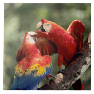 Pair of Scarlet Macaws Fliese