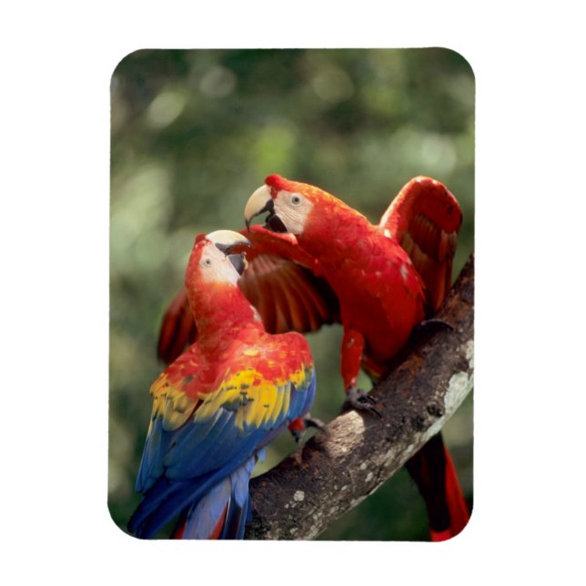 Pair of Scarlet Macaws Magnet (Vertikal)