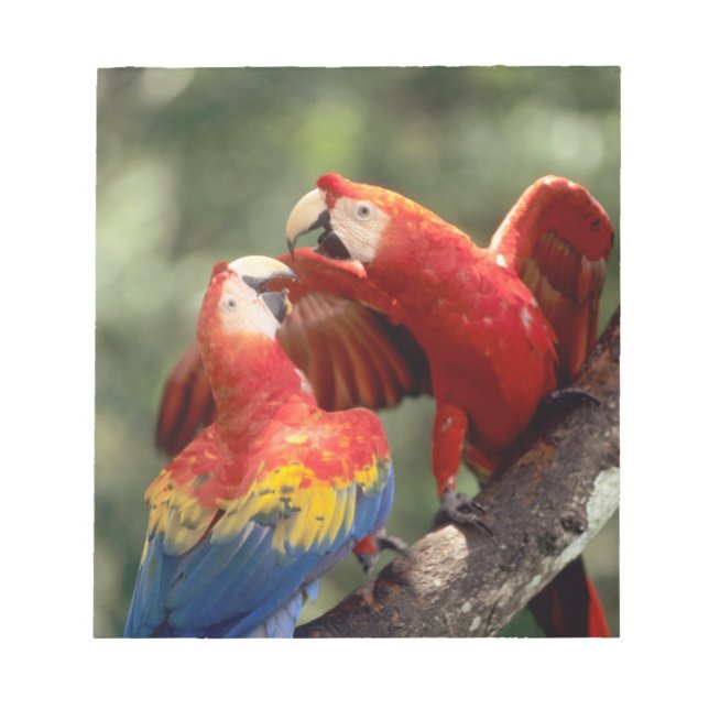 Pair of Scarlet Macaws Notizblock (Vorderseite)