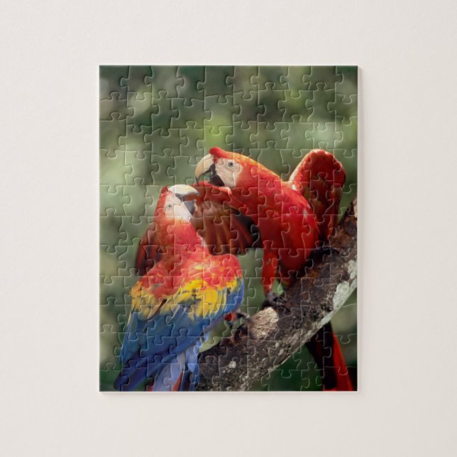 Pair of Scarlet Macaws Puzzle (Vertikal)