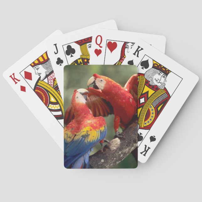 Pair of Scarlet Macaws Spielkarten (Rückseite)