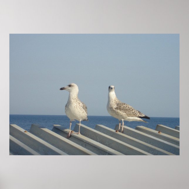 Pair of Seagulls Poster (Vorne)