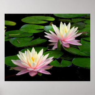 Pair of Water Lilies Poster