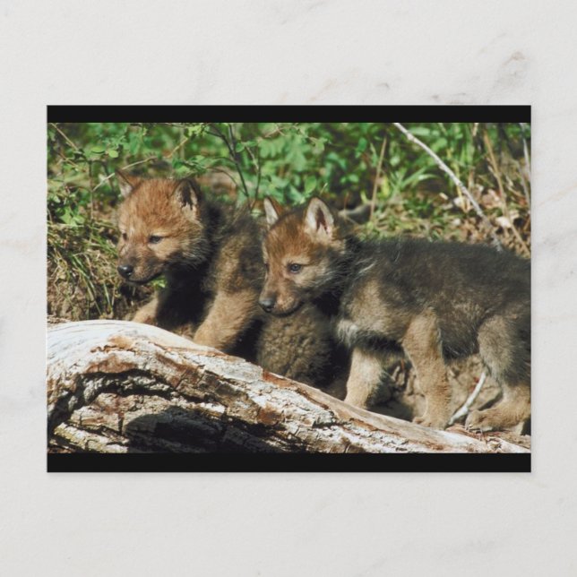 Pair of Wolf Cubs Postkarte (Vorderseite)