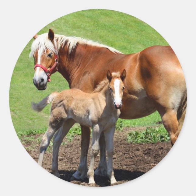 Palamino Horse und Foal Stickers (Vorderseite)