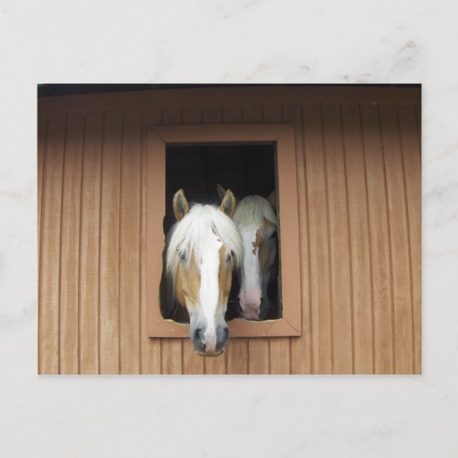 Palamino Pferde in einer Scheune in Colorado Postkarte (Vorderseite)