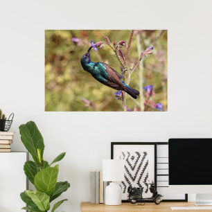 Palästina Sunbird, National Bird Wildlife Poster
