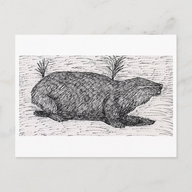 Palästinensische Mole Rat Postkarte (Vorderseite)