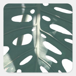 Pale Green Pastel Schweizer Käse Pflanze Quadratischer Aufkleber